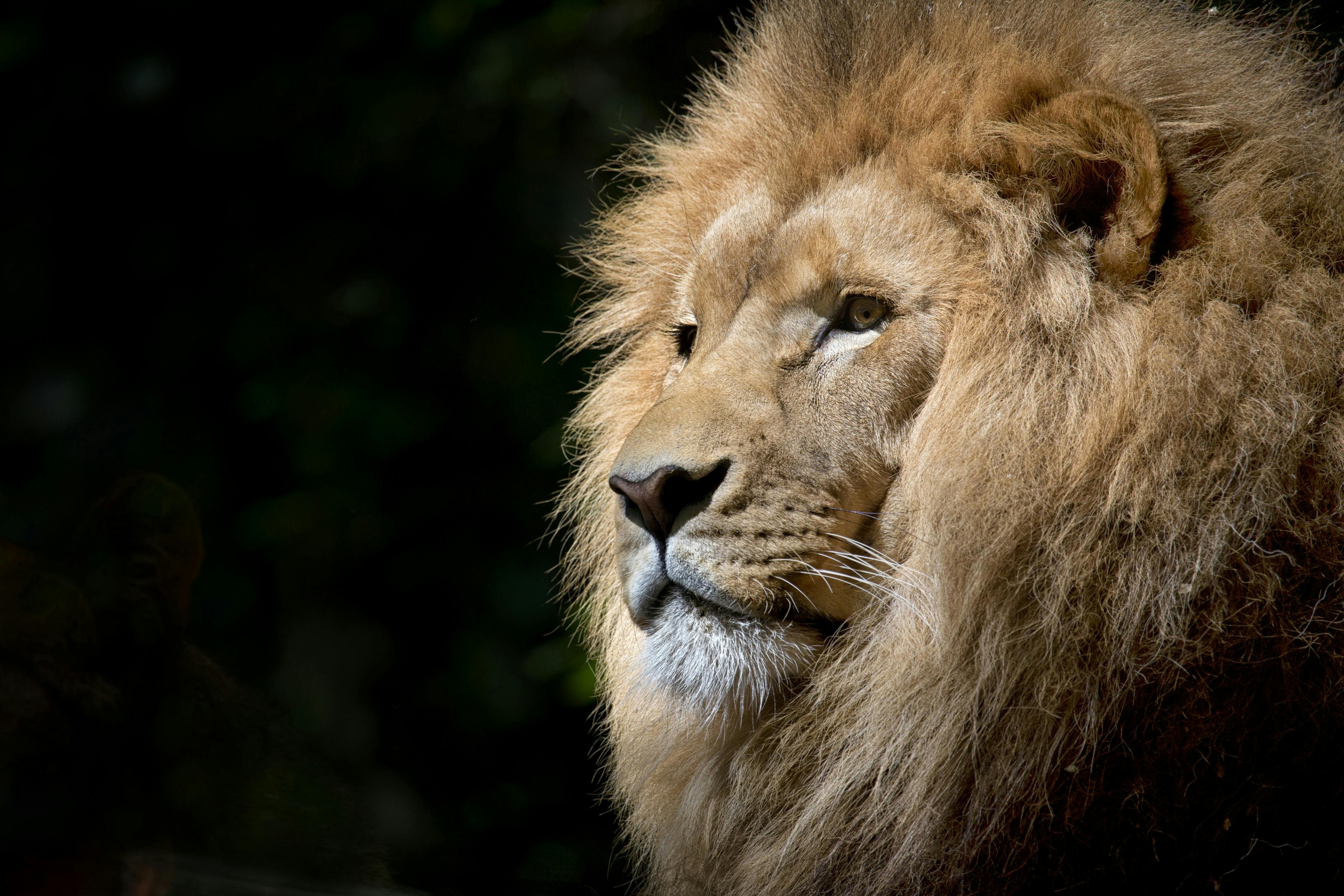 Lion dans la savane africaine