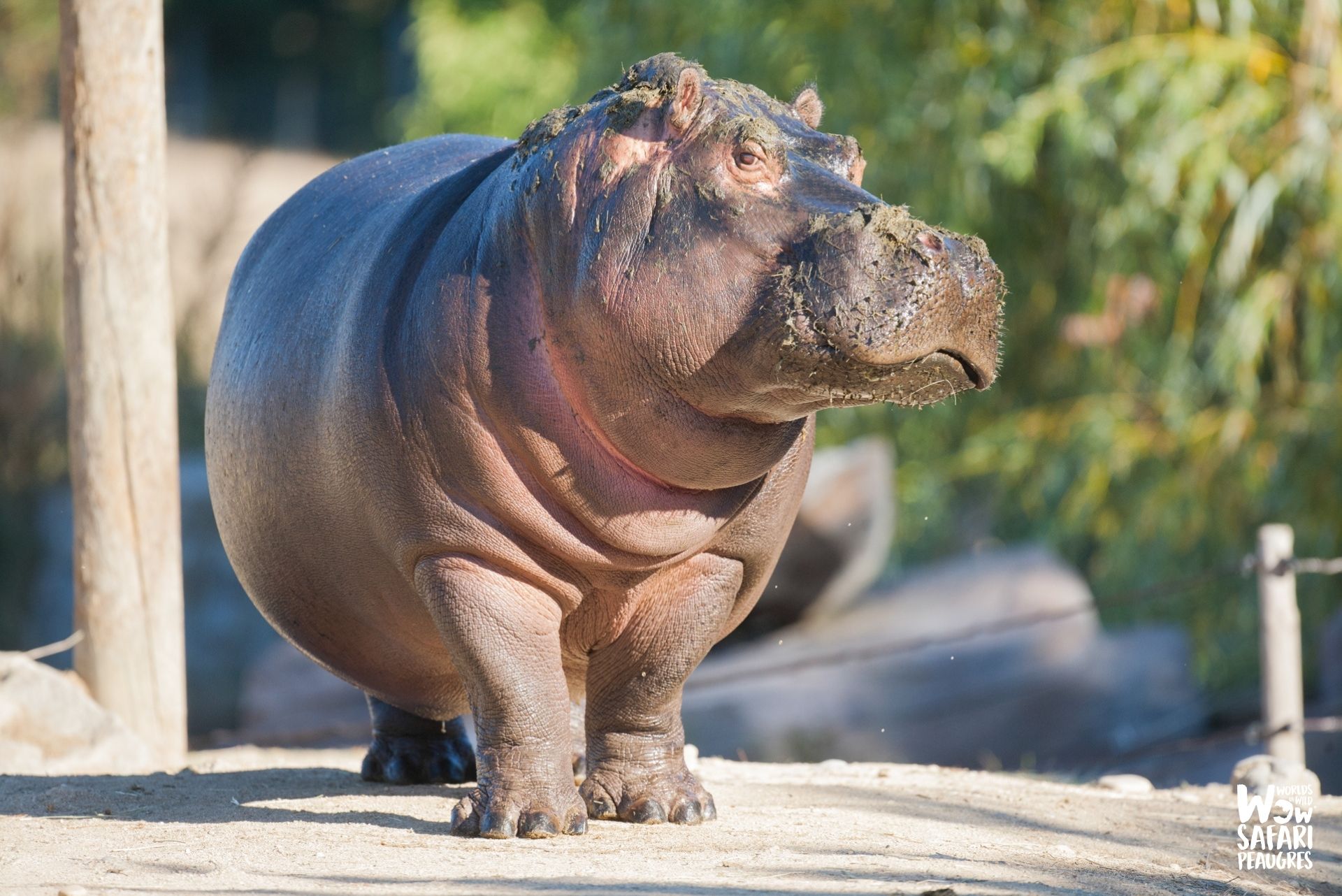 L'hippopotame