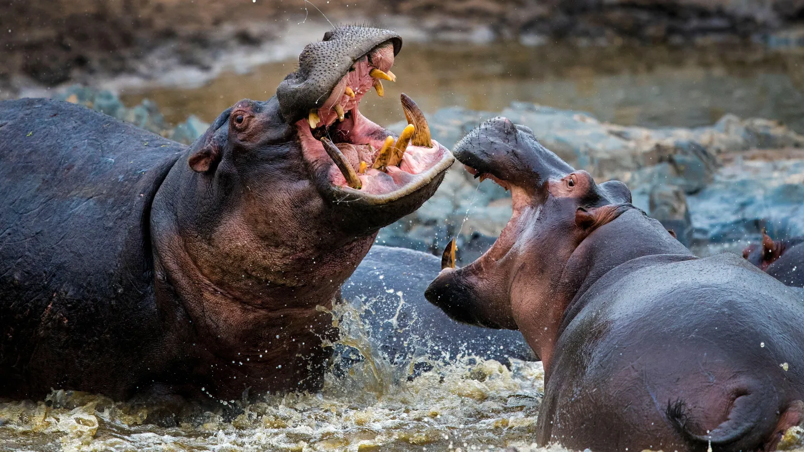 Combat d'hippopotames