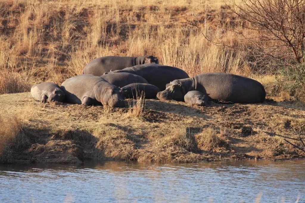 Masse d'hippopotames