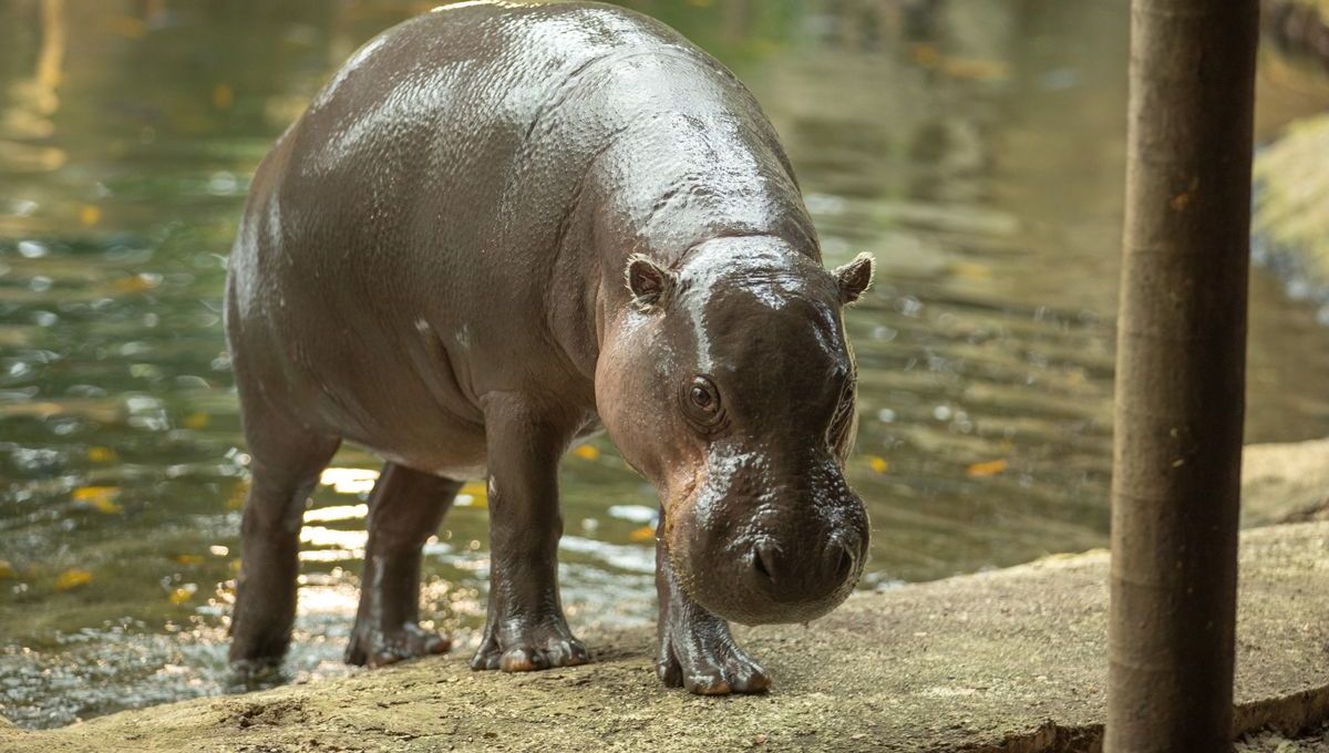 Hippopotame Nain