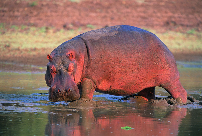 Hippopotame hors de l'eau au parc du Zambèze