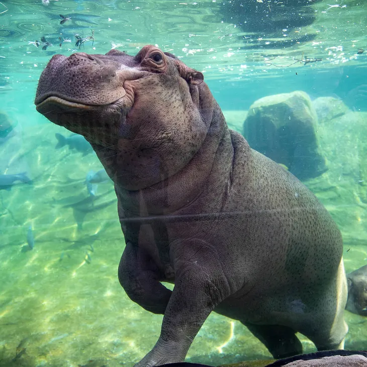 Hippopotame nageant sous l'eau