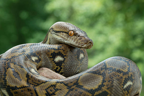 Le Serpent