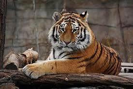 Le Tigre