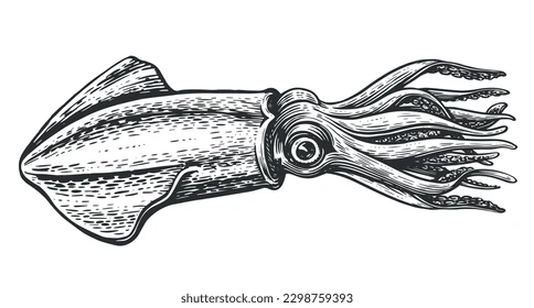 Référence grecque Teuthis calamar
