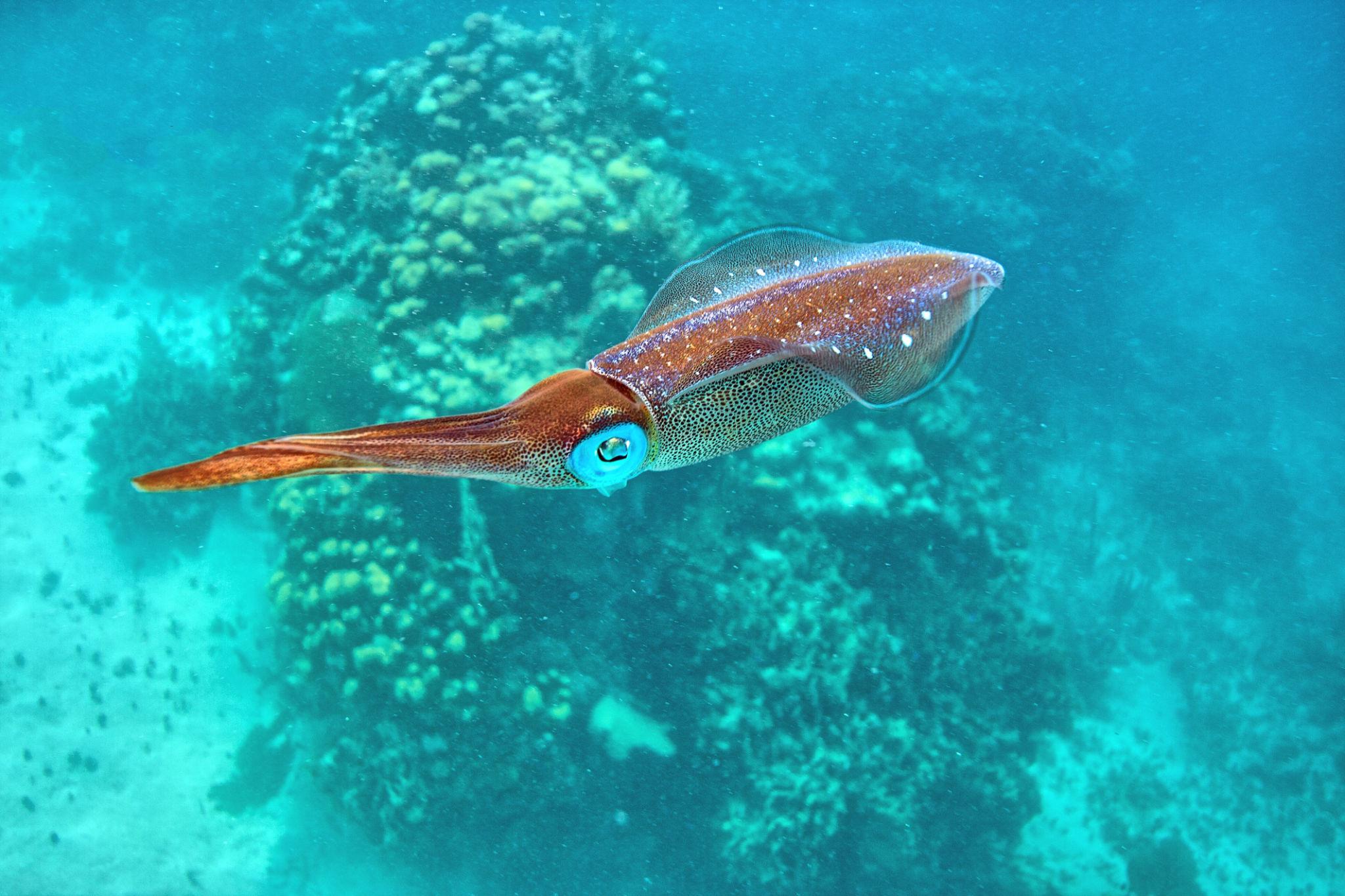 Calamar vivant dans son milieu naturel