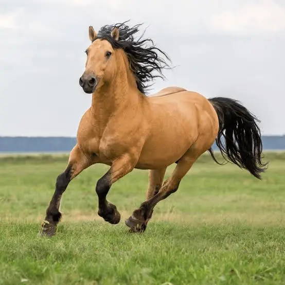 Le Cheval
