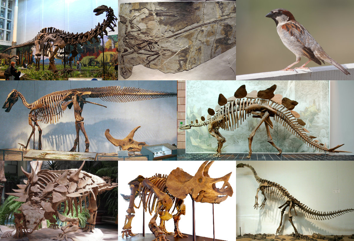 Les Dinosaures