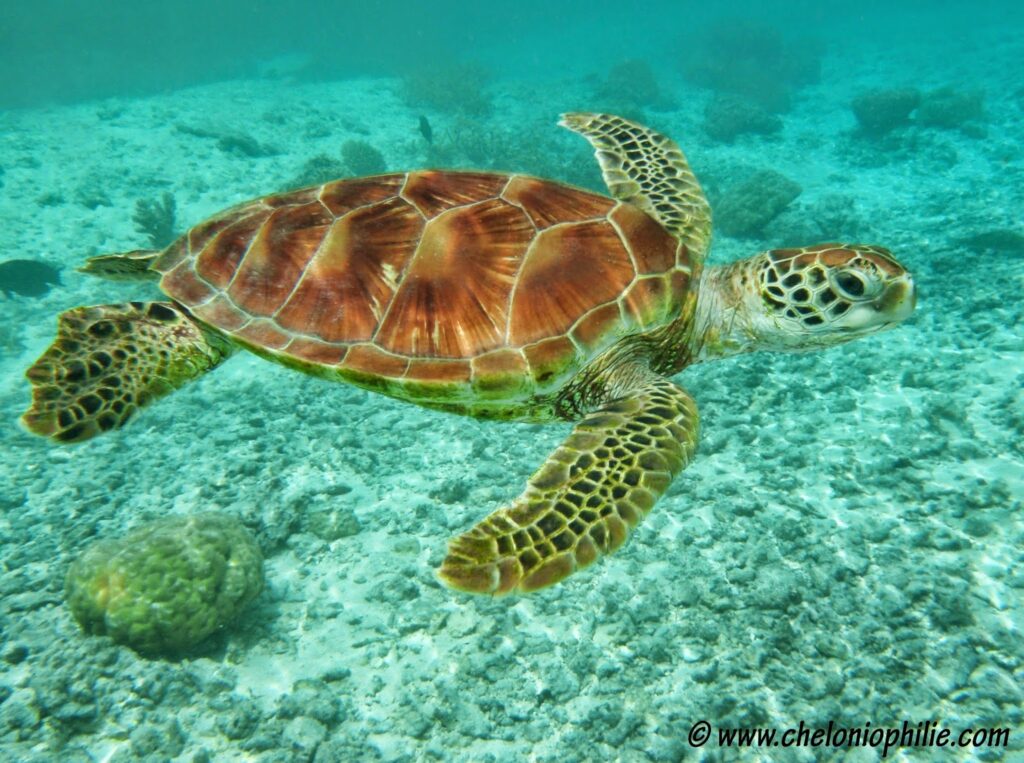 La Tortue