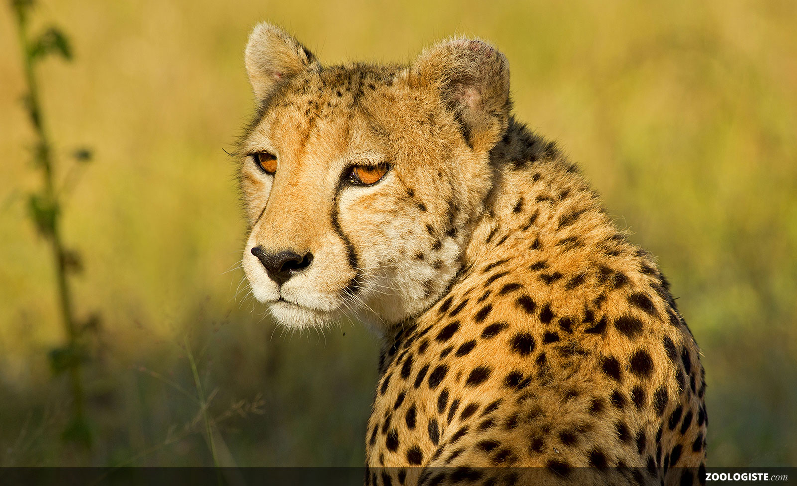 Le Guépard