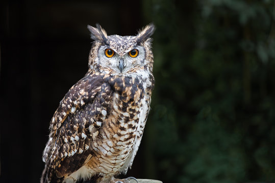 Le Hibou