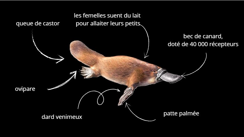 Schéma anatomique