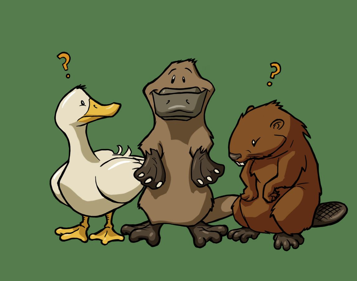Canard, ornithorynque et castor