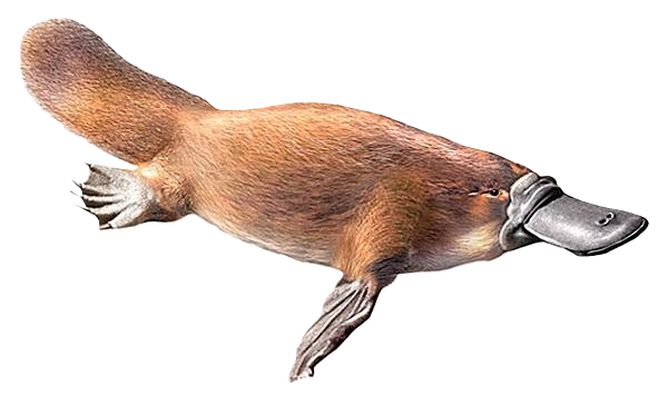 Ornithorynque