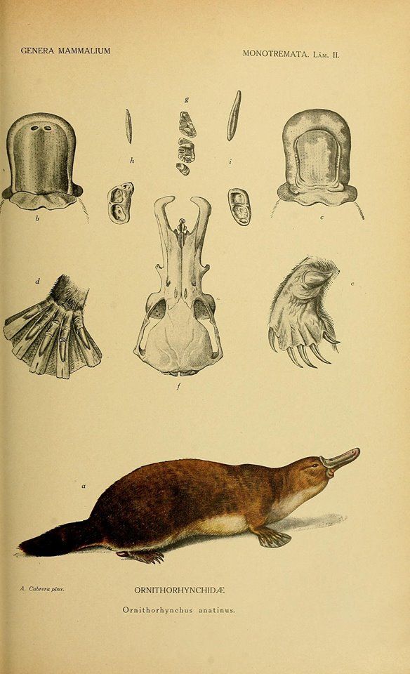 Planches anatomiques