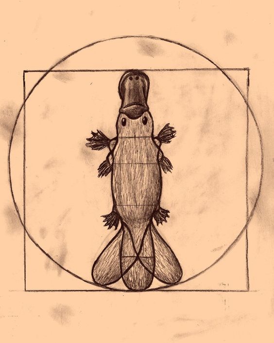 Ornithorynque style Vitruve