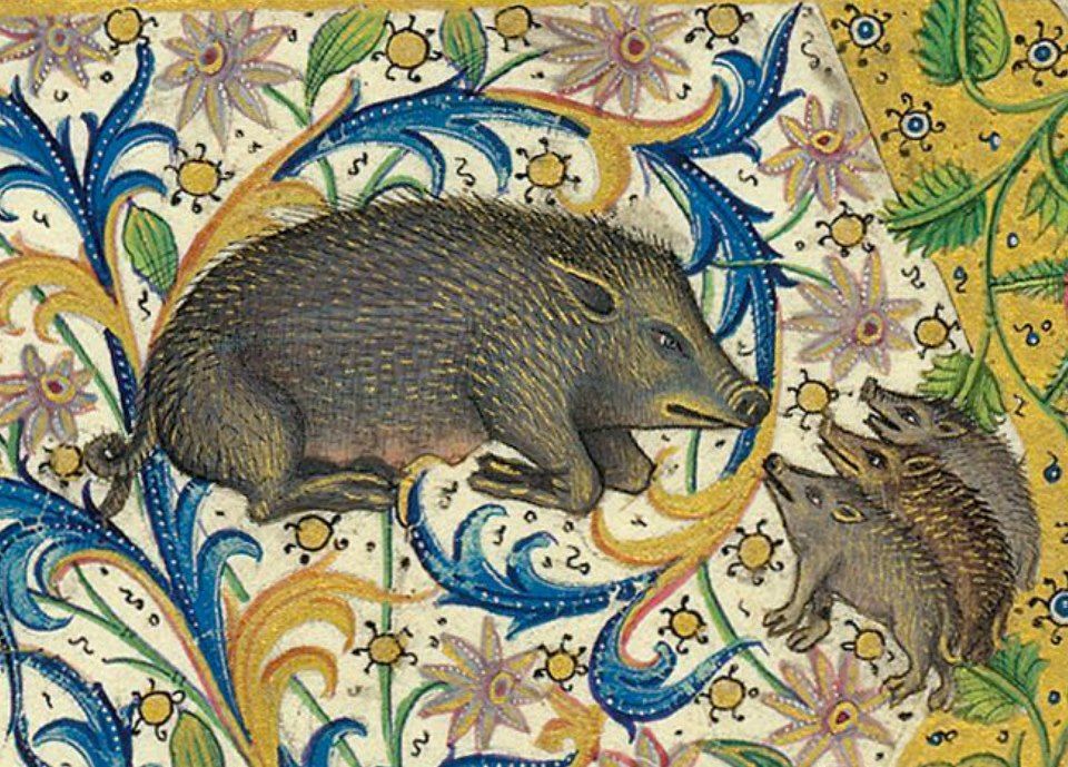 Enluminure médiévale d'un cochon