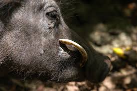 Cochon du Vanuatu